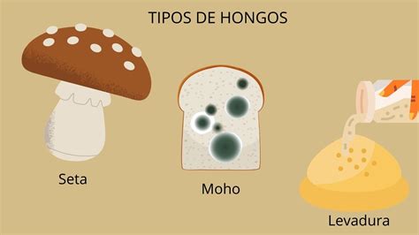 Ilustración de diferentes tipos de hongos: setas, mohos y levaduras