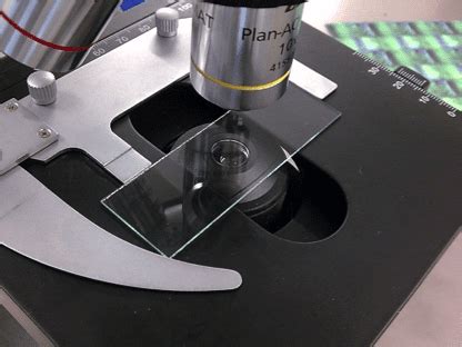 Microscopio óptico con una muestra de moho en un portaobjetos