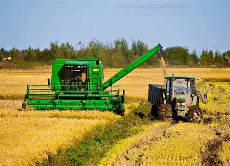 Cosecha de lentejas con maquinaria agrícola