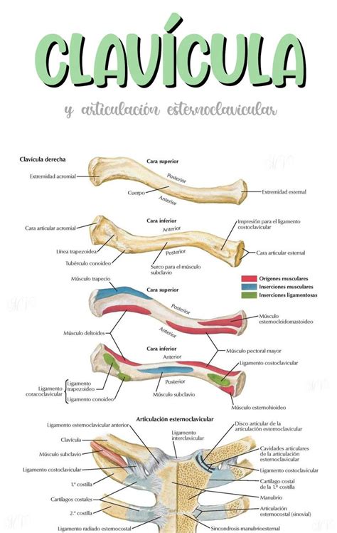Esquema anatómico de la clavícula y su posición respecto a la primera costilla