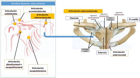 Detalle de la articulación esternoclavicular y el ligamento costoclavicular