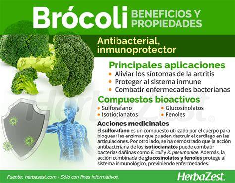 Brócoli fresco y sus propiedades nutricionales
