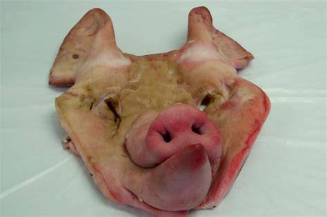 Limpieza de la careta de cerdo antes de cocinar