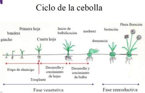 Proceso de caramelización de la cebolla en diferentes etapas