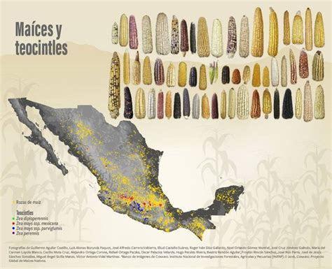 Mapa de México con las regiones donde se cultivan las variedades de maíz palomero