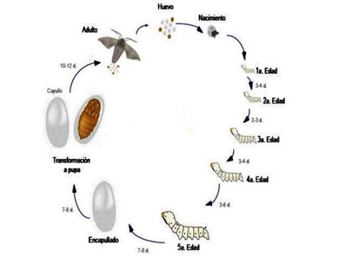 Ciclo de vida del gusano de seda