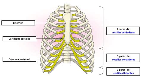 Diagrama de las costillas y el esternón mostrando el cartílago