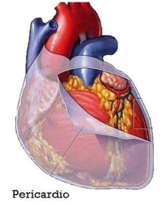 Ilustración del corazón y el pericardio