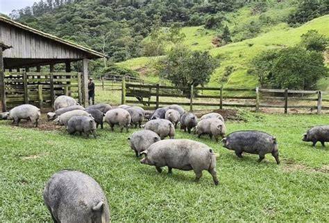 Esquema de granja porcina a campo con áreas de pastoreo