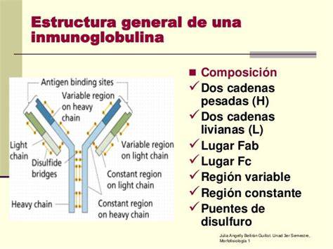 Estructura general de una inmunoglobulina con sus cadenas pesadas y ligeras