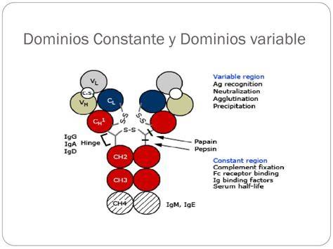 Estructura de un fragmento Fab mostrando los dominios variables y constantes