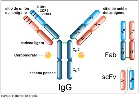 Esquema de la digestión enzimática de una inmunoglobulina para obtener fragmentos Fab y Fc
