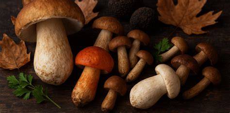 Variedad de setas de otoño