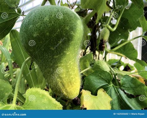 Benincasa hispida, calabaza de la cera