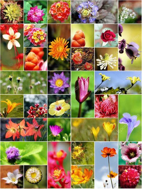 Variedad de flores de oblea en diferentes colores y tamaños