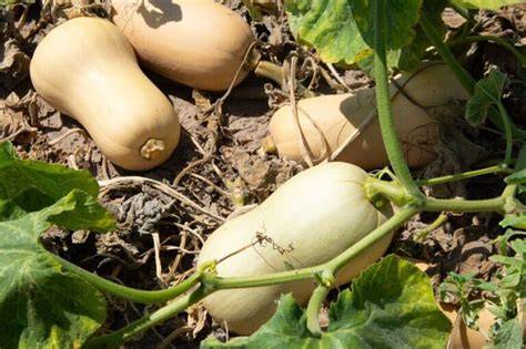 Calabazas de cacahuete en un campo