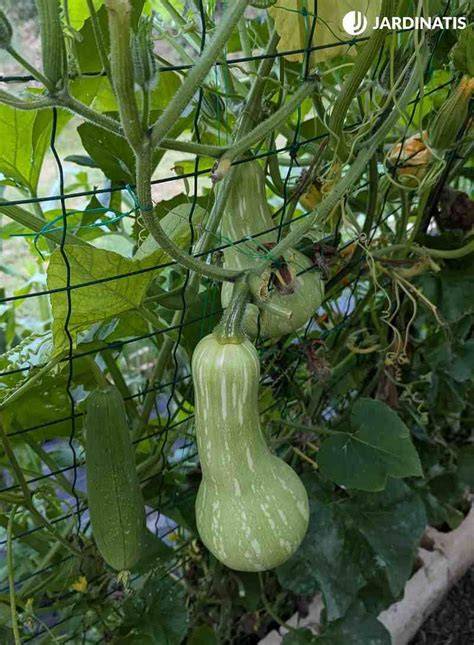 Calabazas de cacahuete listas para cosechar