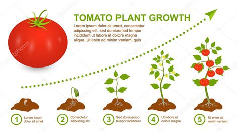 Proceso de trasplante de tomatera