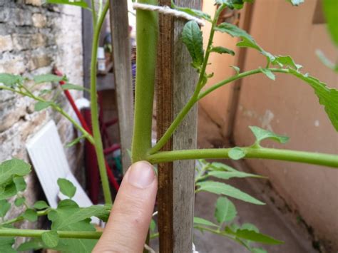 Poda de chupones en tomatera