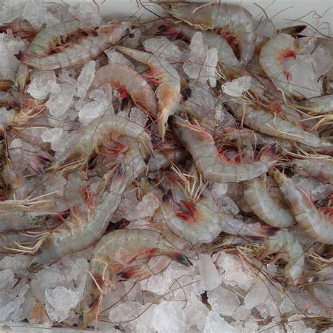 camarones limpios y frescos