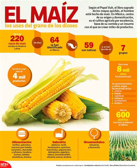 Infografía sobre los beneficios del maíz