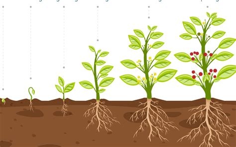 esquema del ciclo de crecimiento de una legumbre desde la semilla hasta la planta