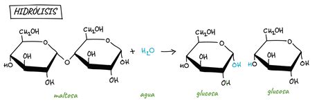Esquema del proceso de hidrólisis de almidones