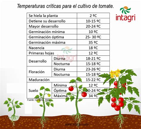 Gráfico de temperaturas ideales para el cultivo de tomate