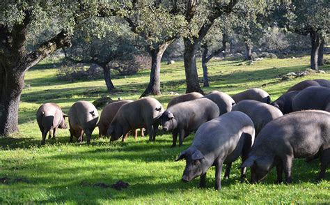 Dehesas extremeñas donde se crían los cerdos ibéricos