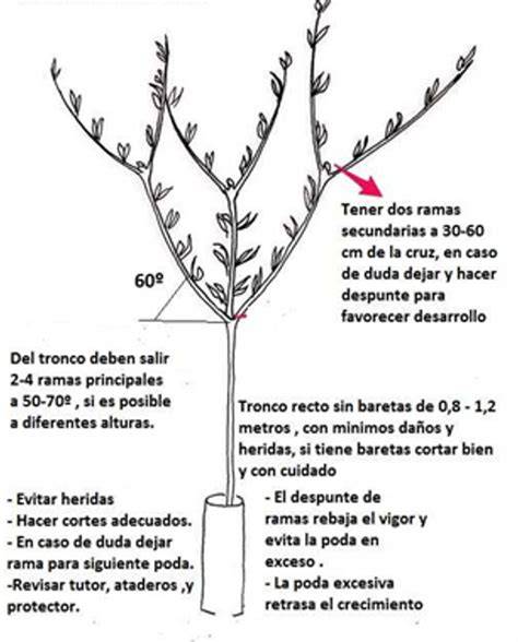 Ilustración de las técnicas de poda para el tomate de árbol