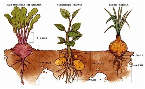 Ilustración de las partes de una planta de patata: tallos aéreos, rizomas, tubérculos y raíces