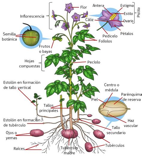 Esquema de una flor de patata y su fruto (baya)
