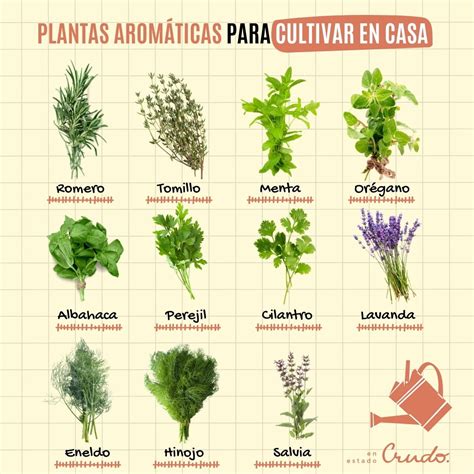 Esquema de capas de pimientos y hierbas aromáticas en un recipiente