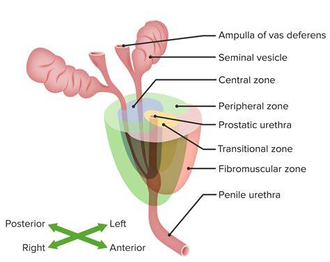 Esquema de la glándula prostática y su ubicación en el aparato reproductor masculino