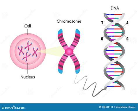 Esquema ilustrativo de la estructura del ADN y cromosomas vegetales