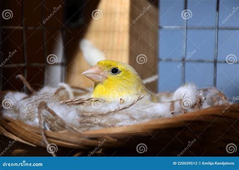 Canario en nido