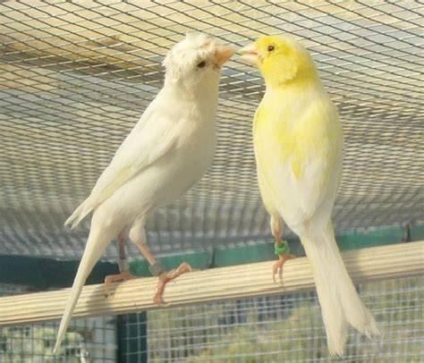 Macho y hembra de canario