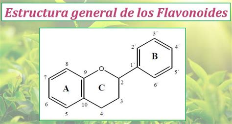 Estructura de los flavonoides
