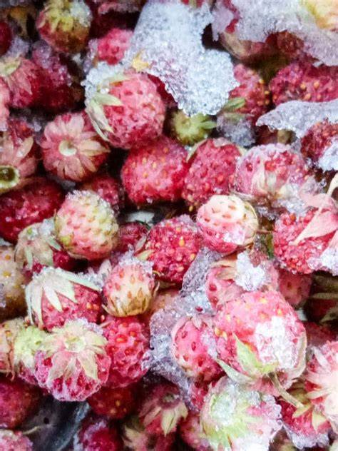 Fresas frescas y congeladas