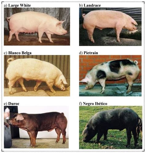 Comparación de tamaño de mini cerdos de diferentes razas