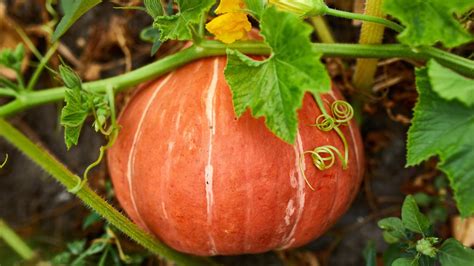 Planta y fruto de la calabaza de cabello de ángel