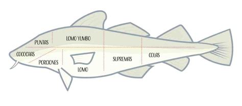 Infografía mostrando la distribución de las partes del bacalao