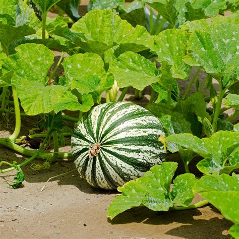 Diferencias entre pedúnculos de Cucurbita argyrosperma y Cucurbita moschata