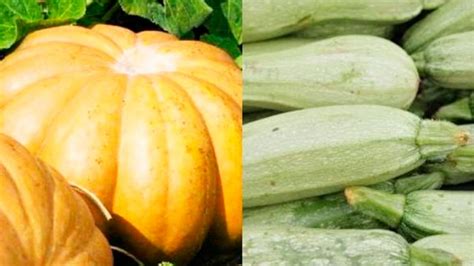 Diferencias entre zapallo y calabaza