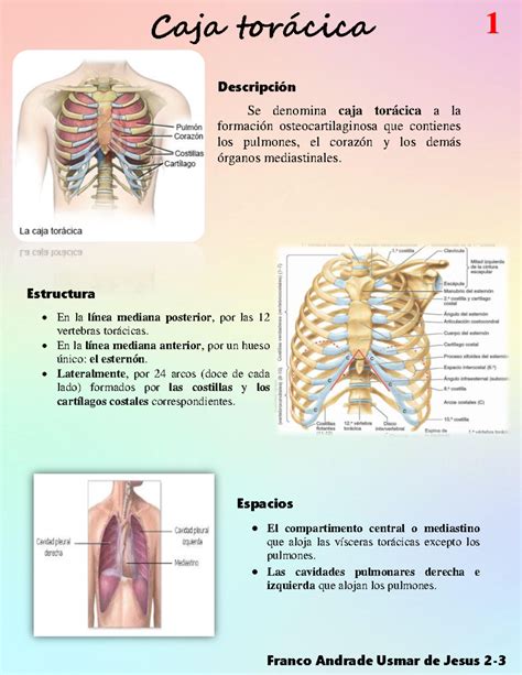 Esquema de la caja torácica y los órganos que protege