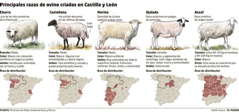Tabla comparativa de razas de ovejas y sus características productivas.