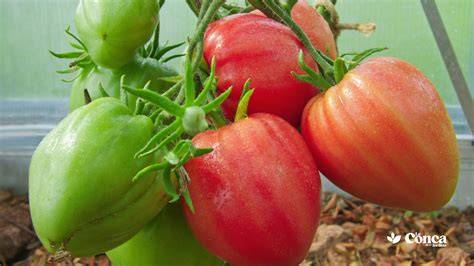 tomates tipo corazón de buey en una cesta de mimbre