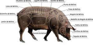 Ilustración de un cerdo ibérico mostrando la ubicación del jamón y la paleta