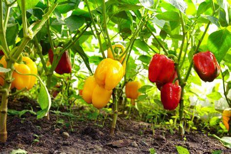 Plantas de pimientos en un huerto