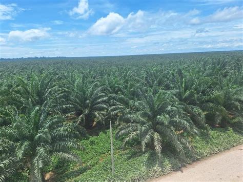 Mapa de las principales zonas de cultivo de palma aceitera y áreas de deforestación